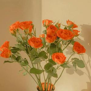 国产好大粗一区二区视频
